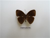 藏品(眉眼蝶)的圖片